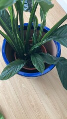 Plant lovers ...