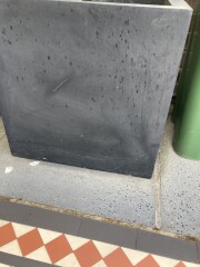 Sticky residue, olive tree?