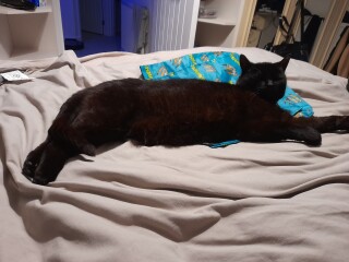 Ugh. Put cat on a diet and now she's "supplementing with extras"