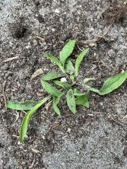 Can anyone identify this plant?