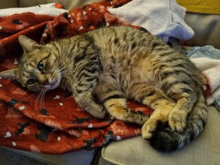 How to stop a neutered male cat attacking neighbours female neutered cat??