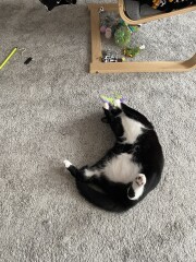 Larry the Cat for Prime Minister.