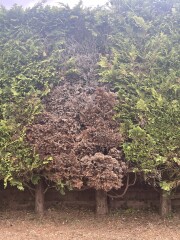 Brown conifer