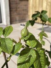 Why is my rose bush not blooming?!?