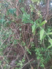 New gardener but with very mature garden