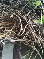 Overgrown clematis - what do I do? 