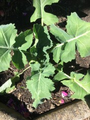Plant I.D please