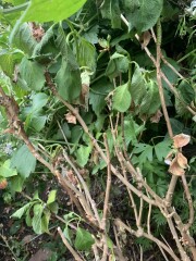 How to help this hydrangea? (Pics)