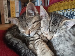 New kittens currently known as One and Two