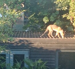 New neighbours. Messy, Noisy and PDA. 
