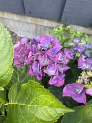 New to Gardening... can this hydrangea be saved?