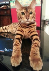 Tell me about Bengal cats
