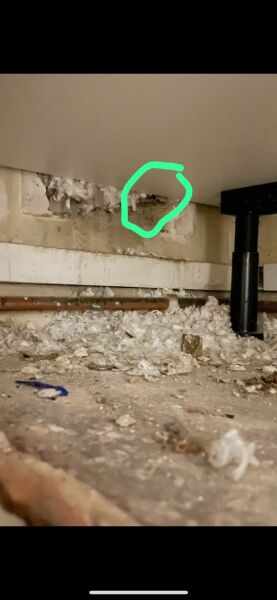 MN I need your help! Landlord & mice related 