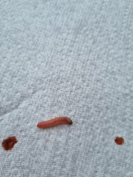 Just 1 maggot?? Help!!
