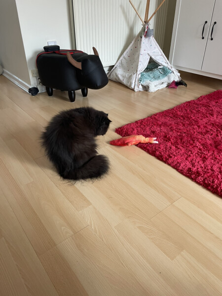 I've forgotten the cat soup!