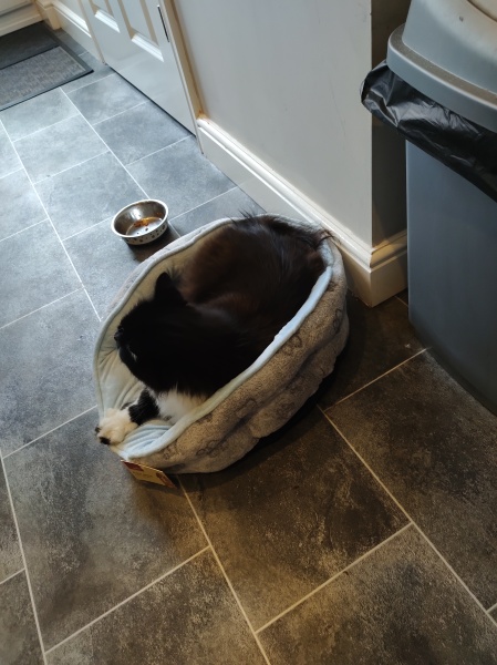 Please help - fleas ruining my life!