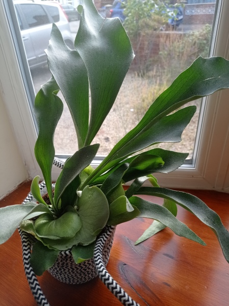 Houseplant ID help! Pic included
