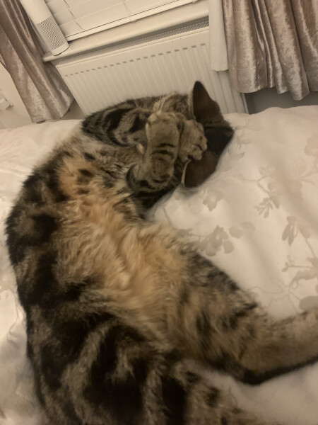 Just for the love of Tabby Cats- not enough tabby love