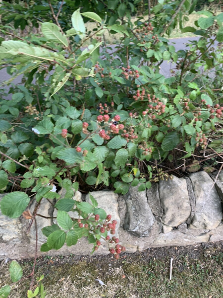 Blackberry Picking