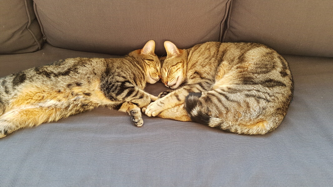 Just for the love of Tabby Cats- not enough tabby love