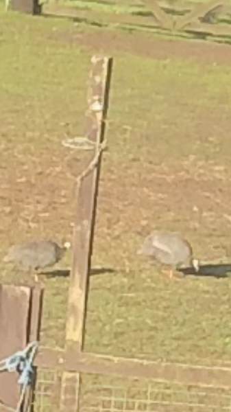 What are these birds?