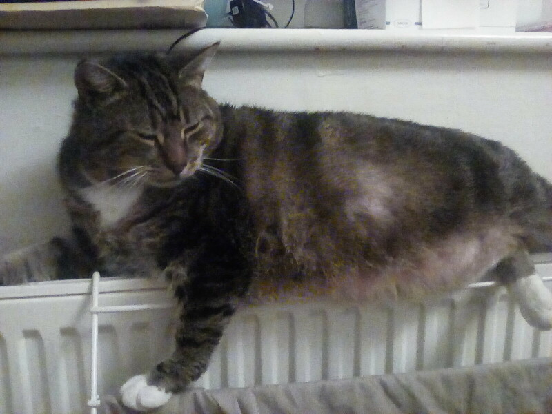 Just for the love of Tabby Cats- not enough tabby love