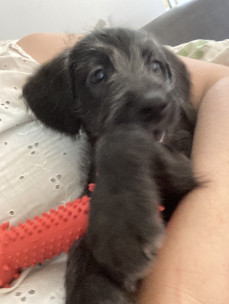 Puppy Survival Thread: Surviving into Summer 2022