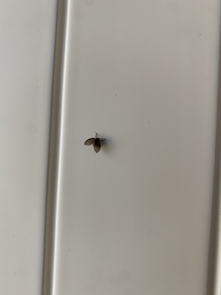 What are these flies?