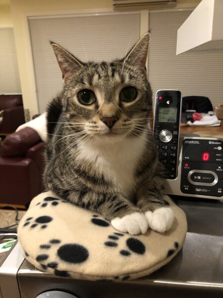 Just for the love of Tabby Cats- not enough tabby love
