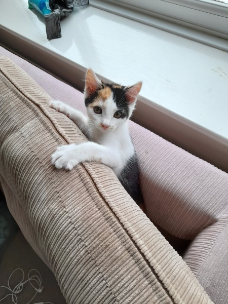 Feckin kitten