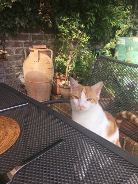 Missing cat 😕