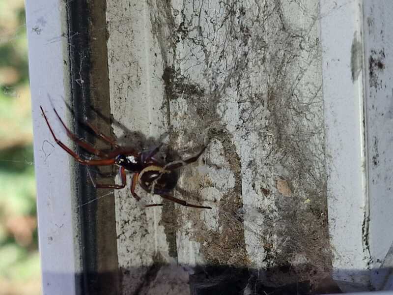 *Warning- contains picture of spider* To be frozen in fear and awe all at the same time!!