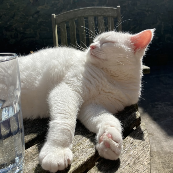 Cat owners - advice please