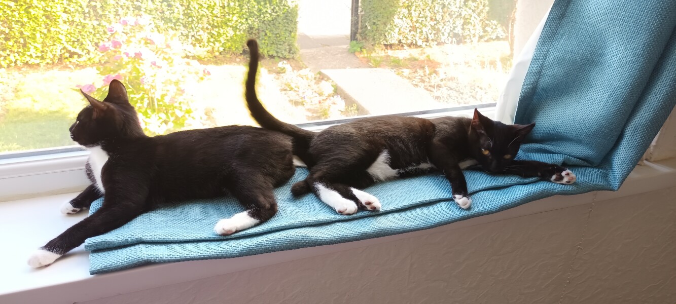 My kitten is fat...