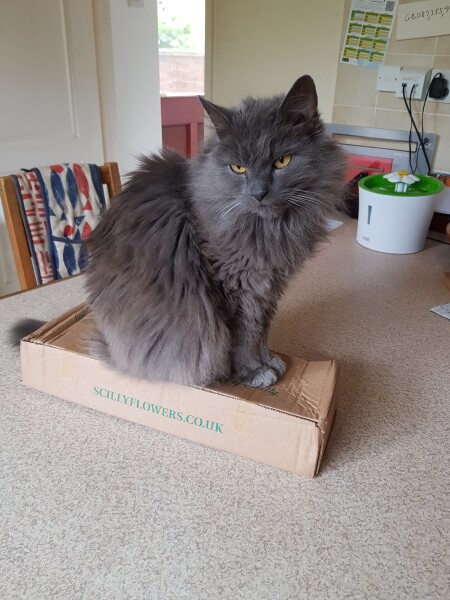 Thug cat part 4.  After all, it's not my Axminster.