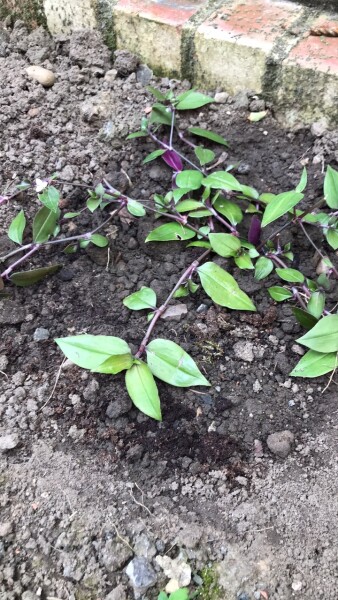 Trailing plant