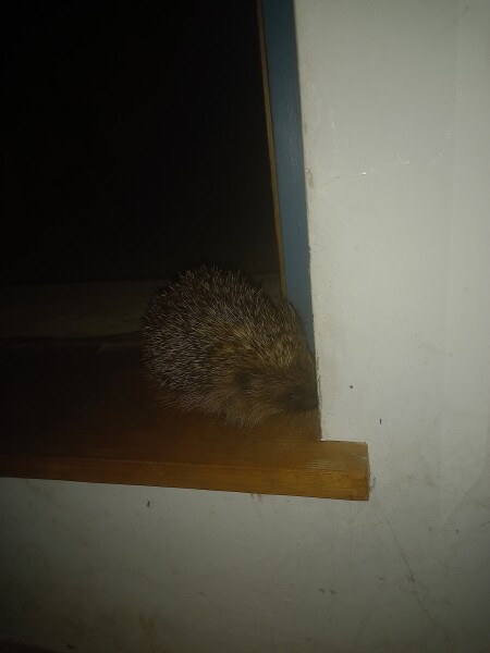 Hedgehog has moved into the garden