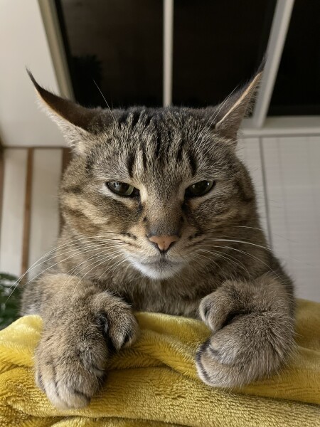 Just for the love of Tabby Cats- not enough tabby love