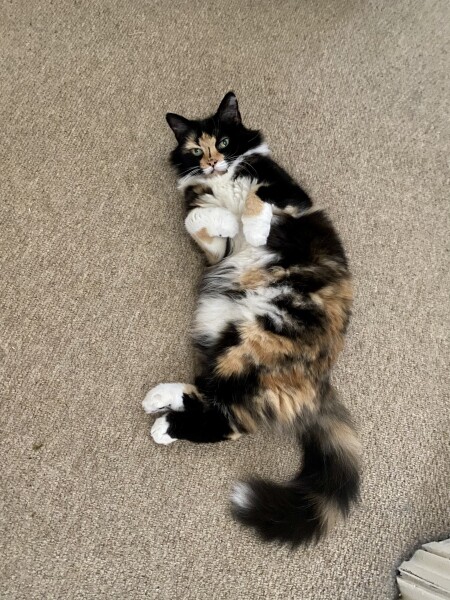 Adopting a pair of senior cats 