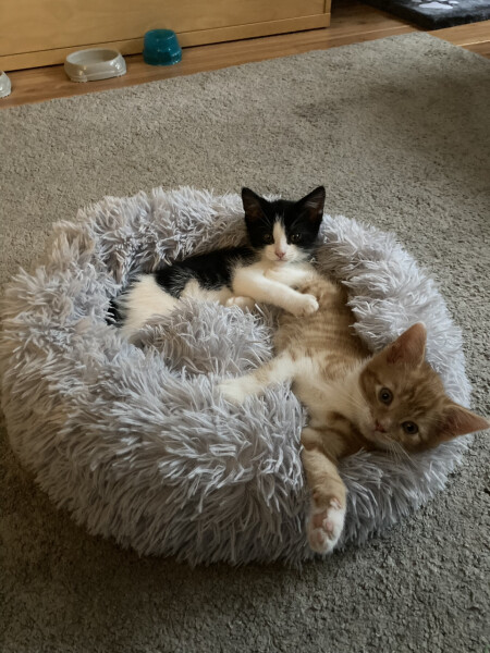 Just for the love of Tabby Cats- not enough tabby love