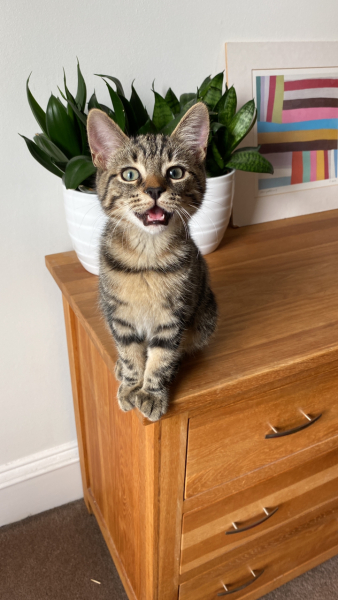 Can you help me think of a B name?