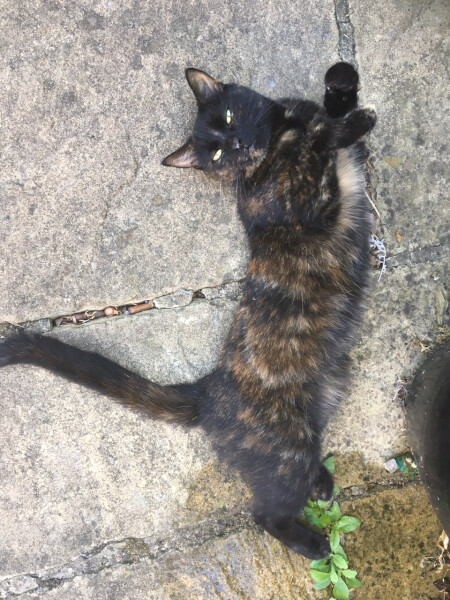 Is everyone else’s cat being a dick about coming in at night right now? 