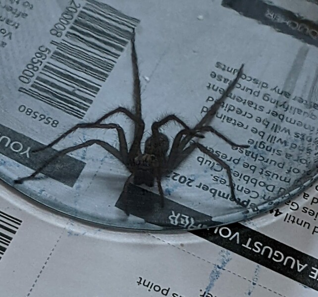 House spiders - how many have you seen this year?
