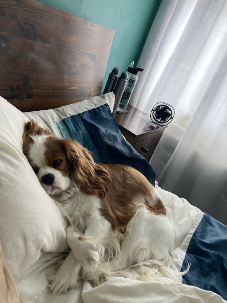 To have Xmas just me and my dog and where should we go?