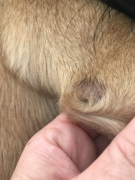 What’s this on my dogs front leg?