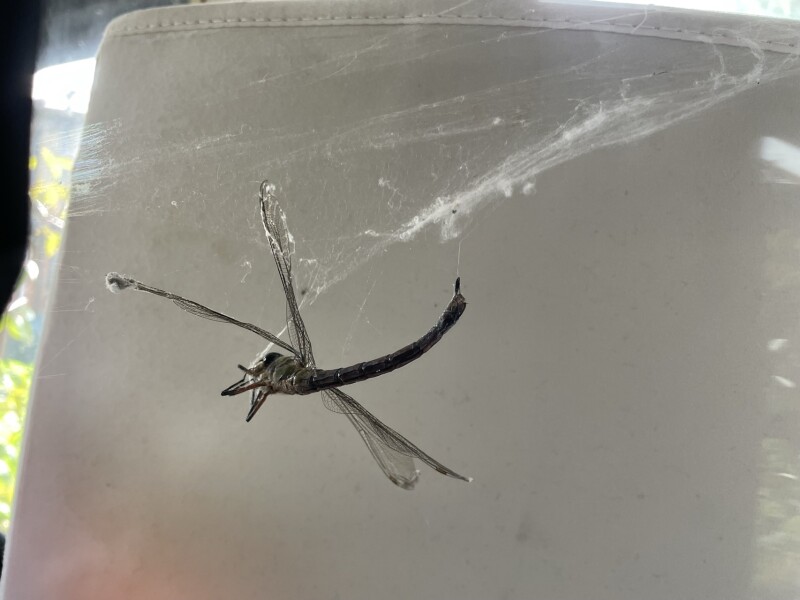 To ask you what this is? Is it a new alien life form ?