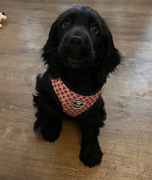 Puppy Survival Thread: Surviving into Summer 2022