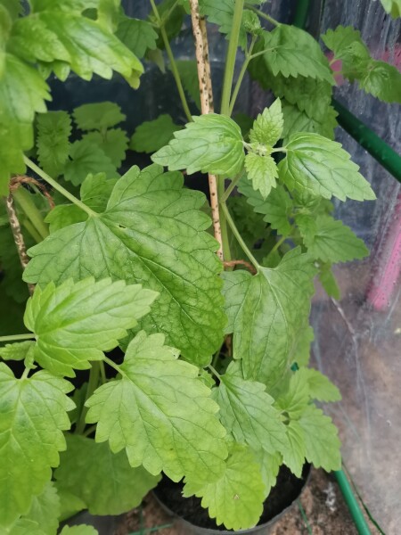 Identity help please! 