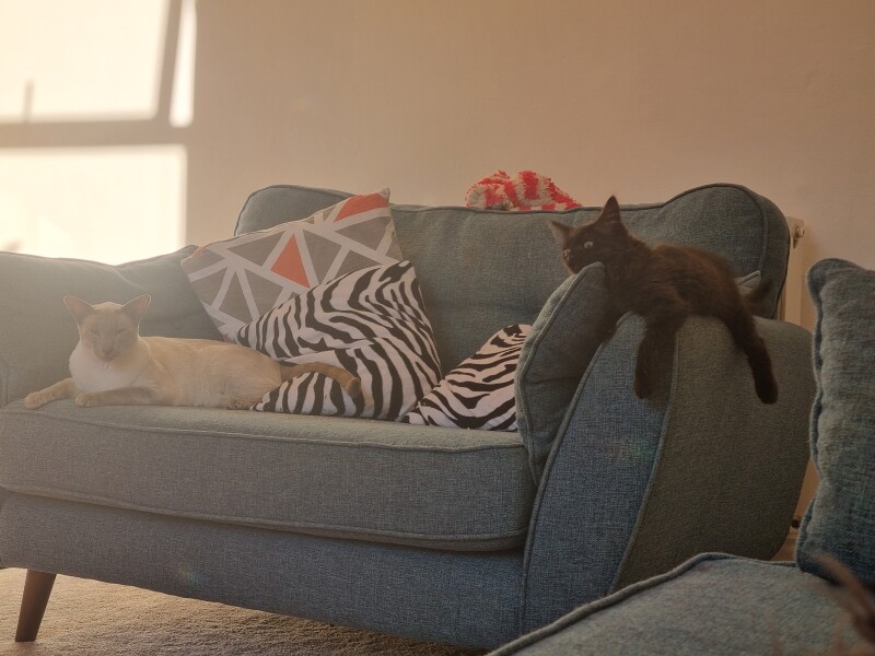 Blatant kitten spam 