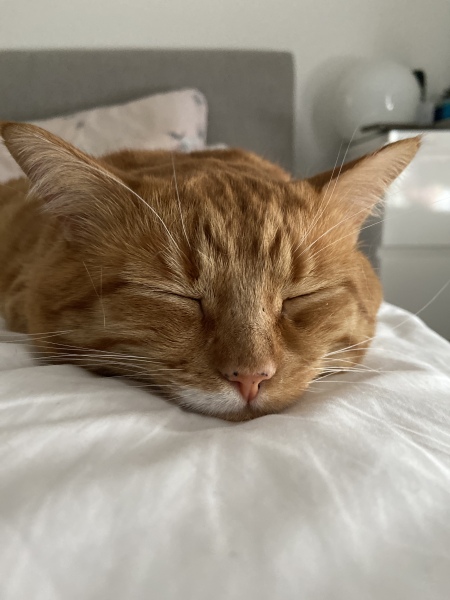 Cat owners - advice please
